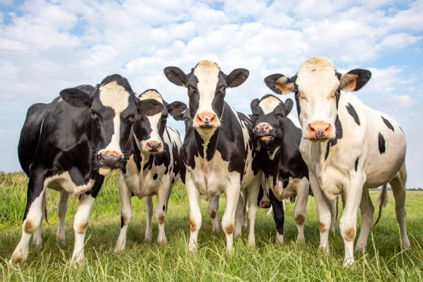 Sharda Dairy cows