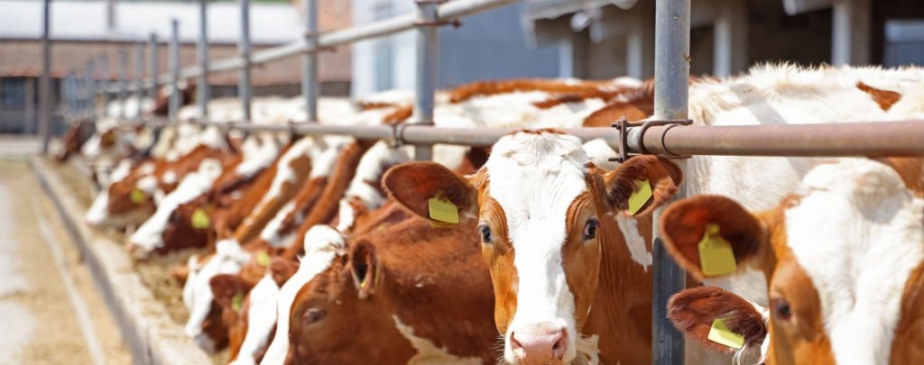 Healthy cows feeding at the farm shed